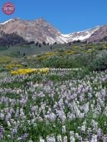 Wildflowers Boulder Mountains Wilderness
