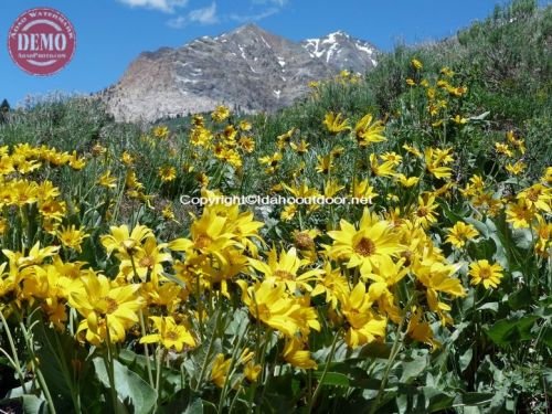 Wildflower Boulder Mountain Wilderness