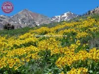 Boulder Mountain Wilderness Wildflower