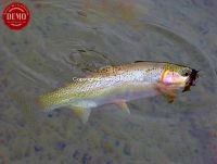 Sawtooth Mountain Cutthroat Trout