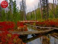 Fall Colors Decker Lake Sawtooths
