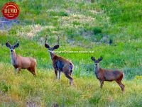 Salmon River Wilderness Deer