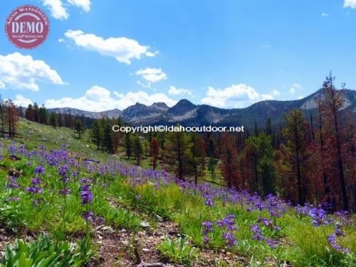 Wildflowers Knapp Lake Basin