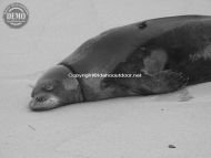 Sleeping Monk Seal Kauai