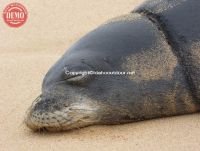 Kauai Sleeping Monk Seal