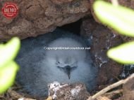 Hawaiian Goose Infant