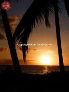 Sunset Palm Tree Maui Hawaii