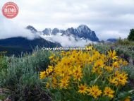 Wildflowers Fishhook Ridge Sawtooths