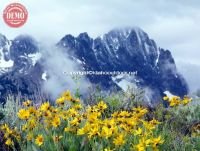 Wildflowers Fishhook Ridge Sawtooth