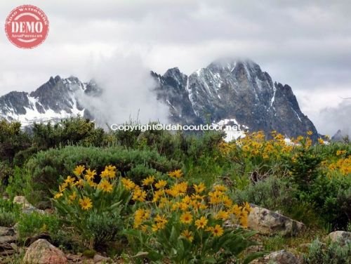 Sawtooth Wildflowers Fishhook Ridge