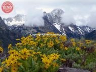 Fishhook Ridge Sawtooths Wildflower