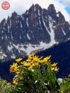 Sawtooths Fishhook Ridge Wildflower