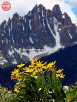 Sawtooths Fishhook Ridge Wildflower