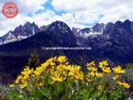 Fishhook Ridge Sawtooths Wildflower