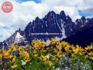 Fishhook Ridge Wildflower Sawtooths