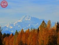 Denali (Mount McKinley) Fall Color