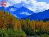 Colors Fall Near Exit Glacier