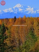 Fall Color Denali (Mount McKinley)