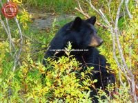 Black Bear Seward Alaska