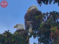 Eagles Haines Alaska
