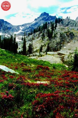 Wildflowers Alice Lake Alpine Valley