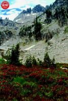 Alpine Valley Wildflowers Alice Lake