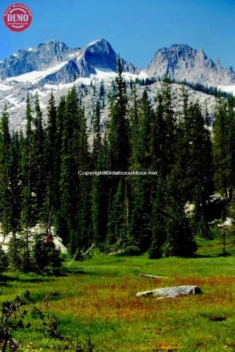 Wildflowers Sawtooth Toxaway Drainage