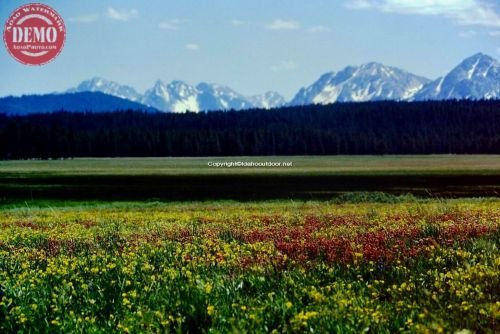 Wildflowers Sawtooth Valley