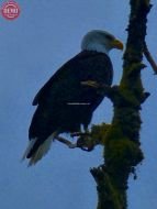 Eagle Hoonah Alaska