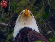 Hoonah Alaska Eagle