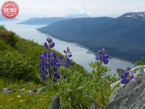 Juneau Fiord Wildflower