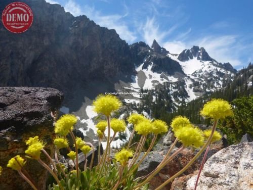 Wildflowers Fishhook Canyon Idaho
