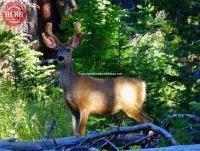 Young Male Deer White Cloud Mountains