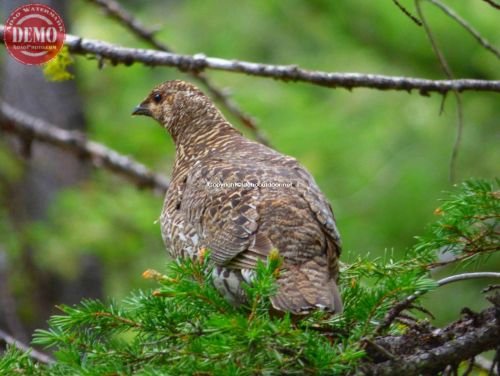 Sage Hen Smoky Mountains Idaho