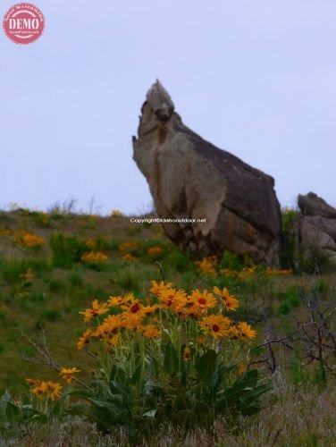 Wildflowers Boise Mountains