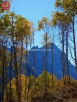 Fishhook Ridge Fall Color Horstman