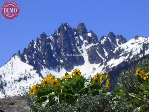 Spring Wildflowers Fishhook Ridge Sawtooths