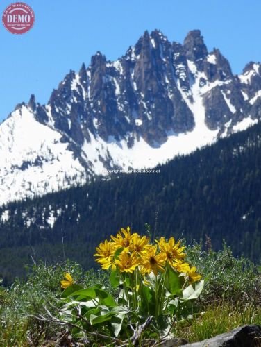 Sawtooths Spring Wildflowers Fishhook Ridge