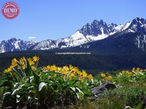 Spring Sawtooths Wildflowers Fishhook Ridge 