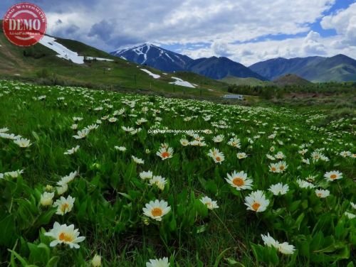 Wildflowers Sun Valley’s Bald Mountain