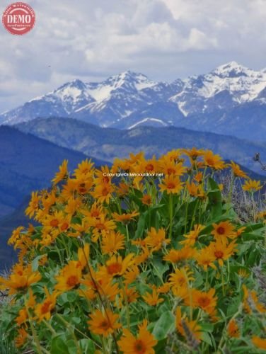 Wildflower Sun Valley’s Bald Mountain