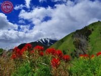 Wildflowers Warm Springs Bald Mountain