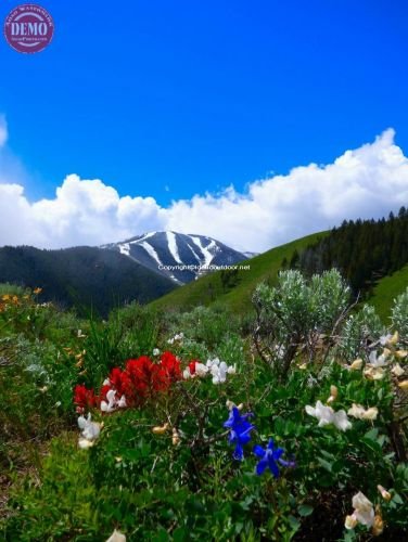 Wildflowers Bald Mountain Warm Springs