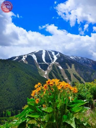 Warm Springs Wildflower Bald Mountain