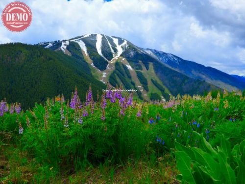 Bald Mountain Warm Springs Wildflower