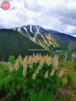 Wildflowers Bald Mountain Warm Springs Side