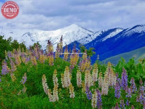 Warm Springs Ridge Wildflowers