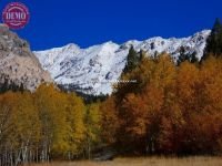 Boulder Mountain Wilderness Fall Colors