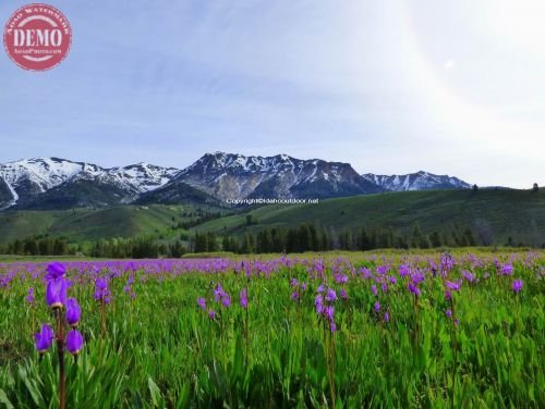 Wildflowers Boulder Mountain Wilderness