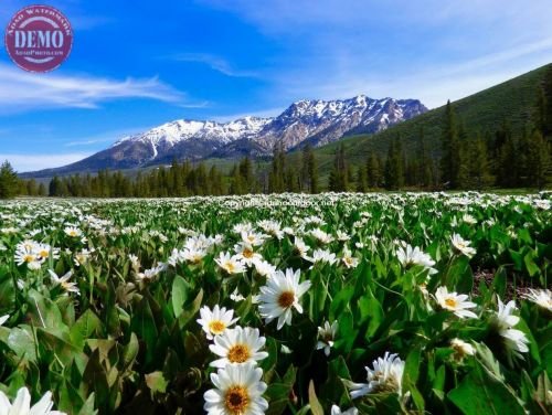 Wilderness Wildflower Boulder Mountain